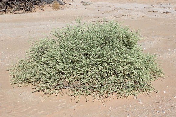  Petalonyx thurberi subsp. thurberi